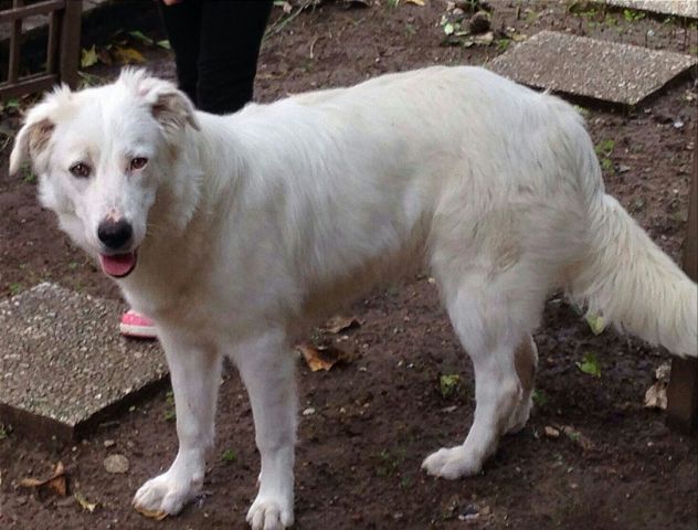 DAISY, splendida cucciolona URGENTE - Foto 4