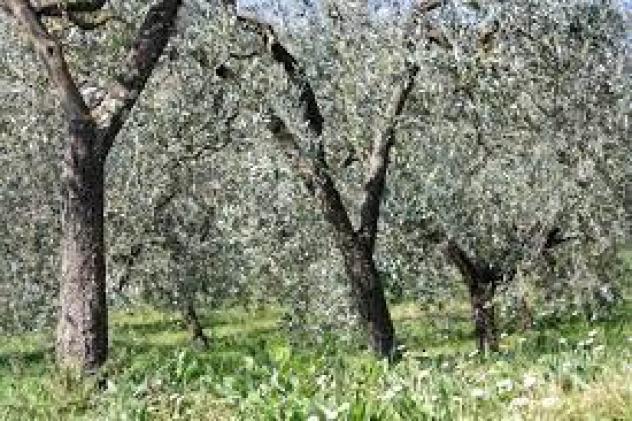 Terreno agricolo in vendita a San Giuliano Terme 30000 mq Rif: 992573 - Foto 2