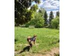 Pensione Oasi per Cani: soggiorno da sogno immerso nella natura 🌿