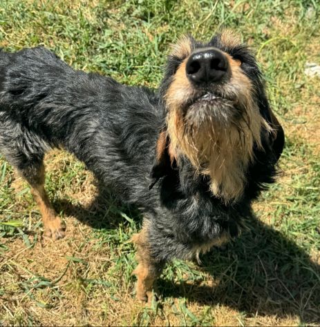 Aramis 5 anni segugio pelo ruvido - Foto 2