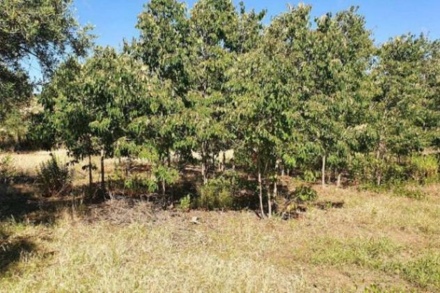 Immobile in asta di 4143 m² in vendita a Borgetto - Foto 4