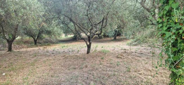 Terreno agricolo in vendita a Crespina - Crespina Lorenzana 20000 mq Rif: 1277662 - Foto 5
