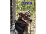 Aron e Jago cuccioli dolcissimi in adozione