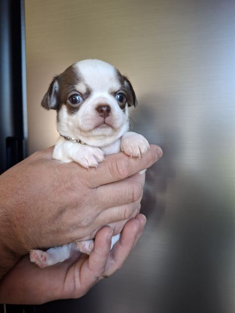 Chihuahua - Foto 4