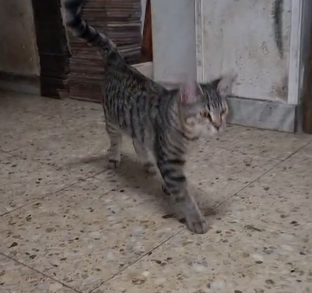 2micini tigrati grigi sui 4mesi,vivono in garage,COSENZA URGENTE - Foto 3