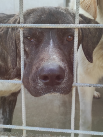 CUCCIOLO IN ADOZIONE - Foto 3