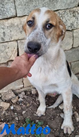Matteo - Foto 3