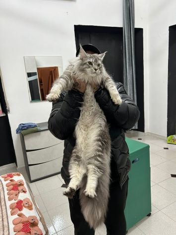 Maine Coon xxl AltaGenetica - Foto 3