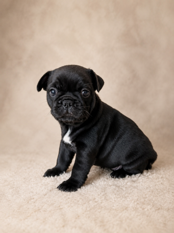 Ultime 2 cucciole di Bulldog Francese disponibili. - Foto 6