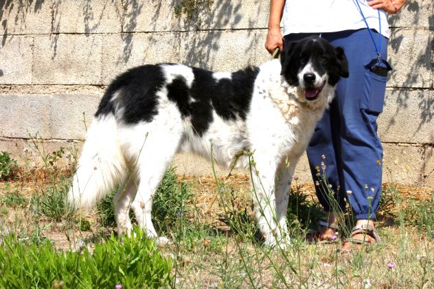 Portami via con te, regalami una vita fuori dal canile!