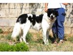 Portami via con te, regalami una vita fuori dal canile!