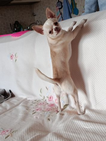 Chihuahua pronto solo per monta