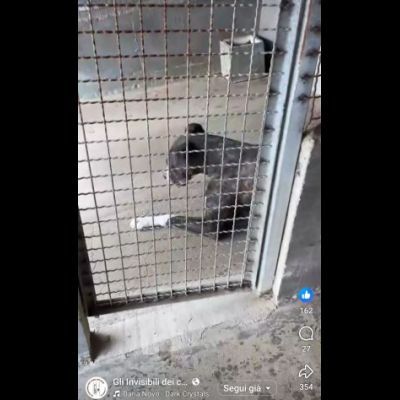 RONALDO equilibrato e socievole CANE IN ADOZIONE - Foto 7