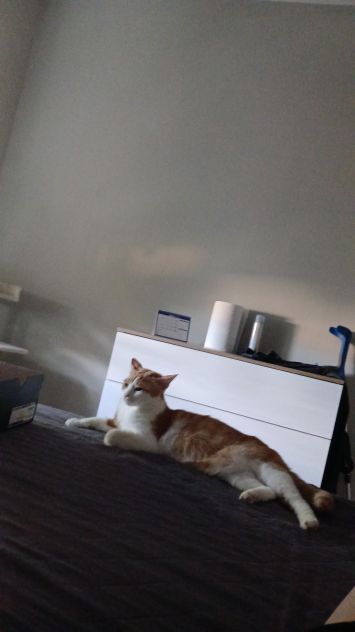 CERCO AIUTO E PULIZIE