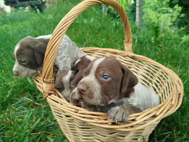 Cuccioli cani da tartufi