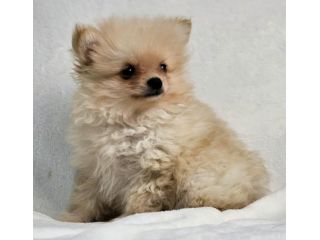 Cuccioli di Pomerania taglia piccola