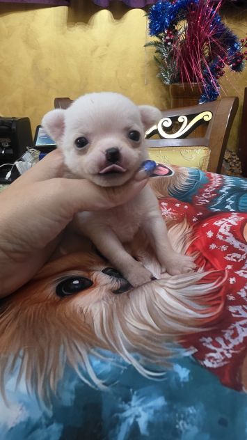 Chihuahua - Foto 2