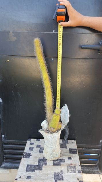 Moka Cactus – Hildewintera Aureispina – Piante Grasse - Foto 4