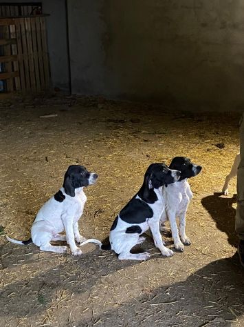 Pointer Inglese con Pedigree - Foto 2