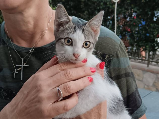 Natalino gattino - Foto 3