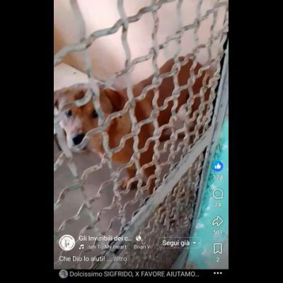 SIGFRIDO LA DOLCEZZA FATTA CANE, CANE IN ADOZIONE - Foto 6
