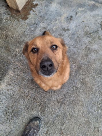 BINGO 3 ANNI 14 KG IN CANILE - Foto 3