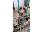 CHOCOLAT 4 ANNI SIMIL BRACCO taglia media IN CANILE