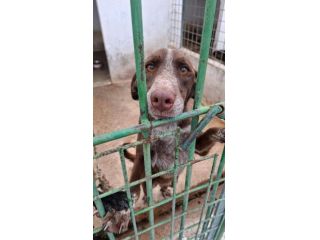 CHOCOLAT 4 ANNI SIMIL BRACCO taglia media IN CANILE
