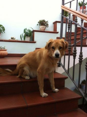 RUDY, dolce cagnolino - Foto 3