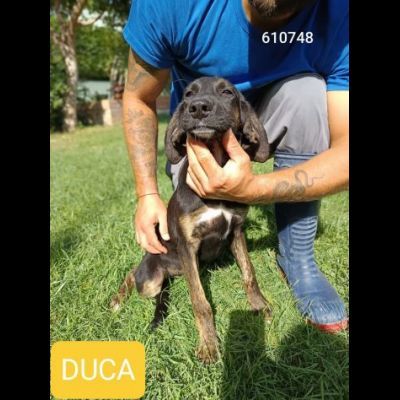 CUCCIOLI IN ADOZIONE - Foto 6