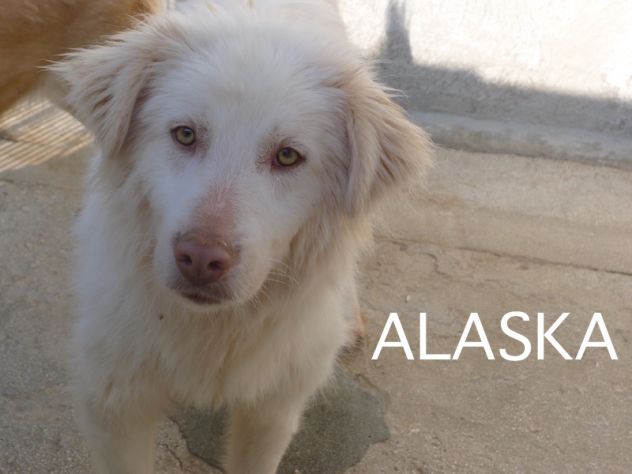 Alaska, bello, buono e affettuoso - Foto 3