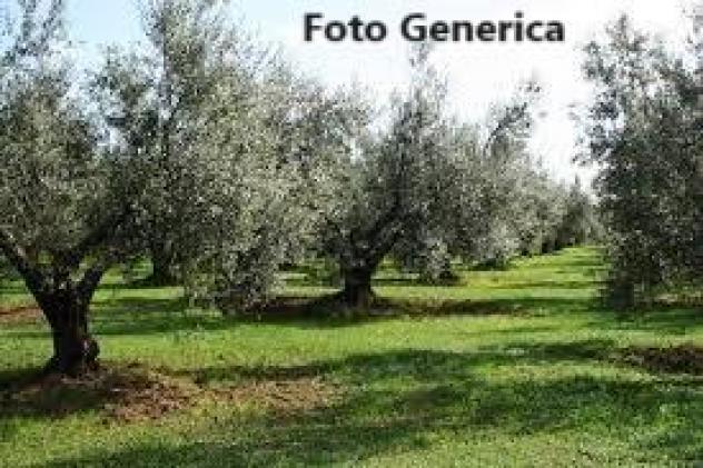 Terreno agricolo in vendita a Buti 15000 mq Rif: 1406056