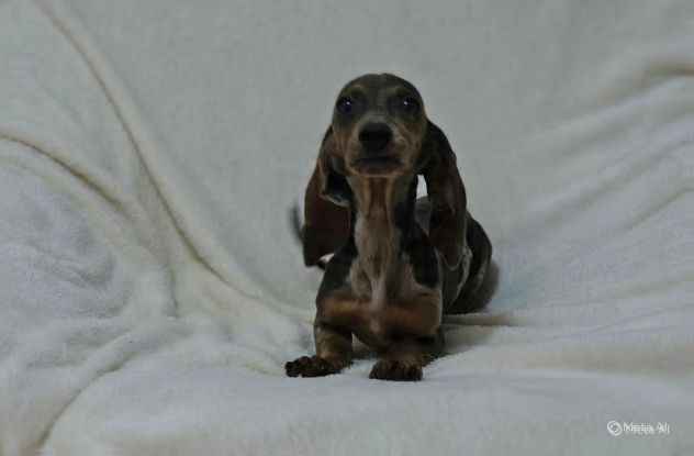 Cuccioli di Bassotto