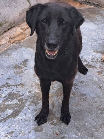 Ciccia simil Labrador - Foto 3
