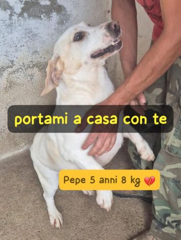 PEPE 5 ANNI 8/9 KG IN CANILE - Foto 2