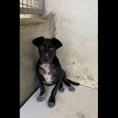 GILDA, OCCHIONI CHE IMPLORANO CUCCIOLA IN ADOZIONE - Foto 2