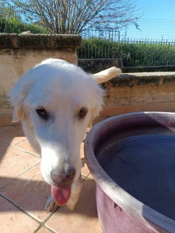 Giulia - Foto 5