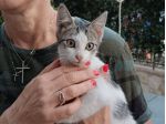 Natalino gattino
