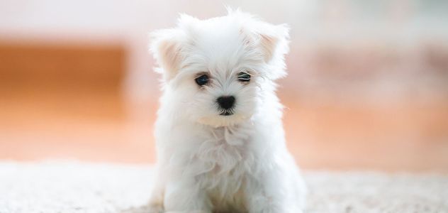 maltese
