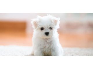 maltese