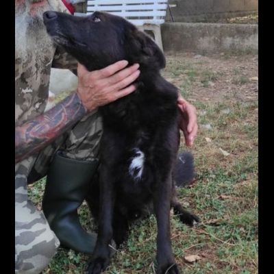ALBERTO, lupetto allegro socievole taglia medio contenuta, CAGNOLINO IN ADOZIONE - Foto 8