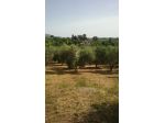 TERRENO AGRICOLO RIF. T1/2477