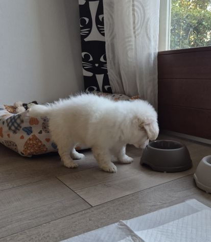 Cucciola di maltese - Foto 3