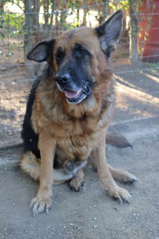 Graziella, lupacchiotta dagli occhi tristi - Foto 5