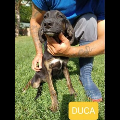 CUCCIOLI IN ADOZIONE - Foto 5