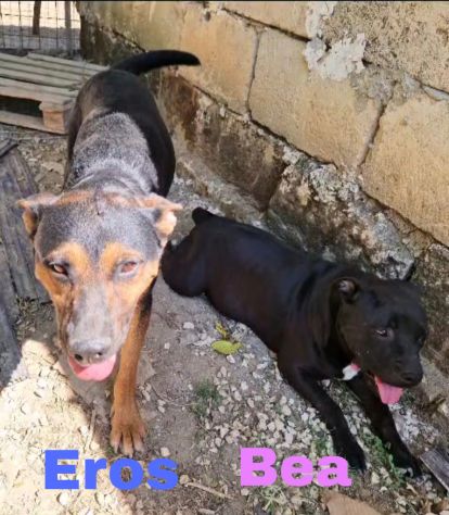 Eros e Bea due amici fedeli in adozione - Foto 5
