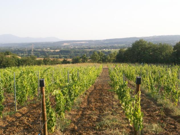 Nell campagne di Montecchio casale di 160mq circondato da 2,2ha di terreno - Foto 3