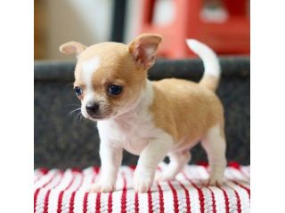 CHIHUAHUA TOY CUCCIOLI - pag rateale