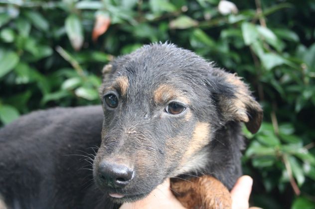 7 adorabili cuccioletti mix Pastore Tedesco - Foto 8