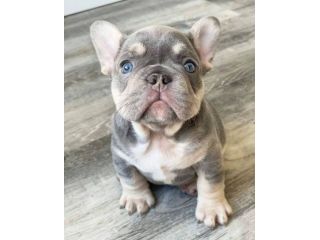 BULLDOG FRANCESE -  FRENCH BOULEDOGUE BLUE & TAN cuccioli